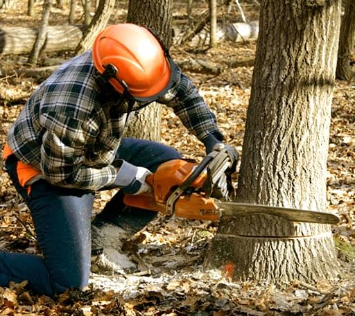 Tree Removal in Assawoman, VA